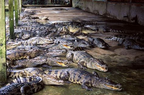 crocodile farming laws.